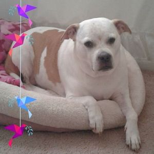 Meet your Posher, Rose